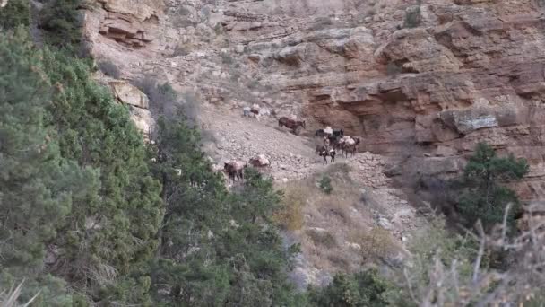 Caravana Mulas Distância — Vídeo de Stock