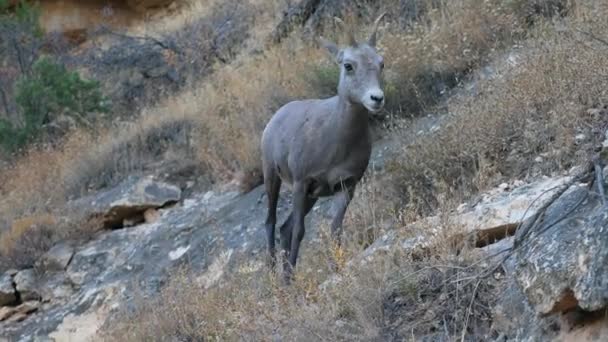 Young Bighorn Sheep Climb Bright Angel Trail — Stock Video