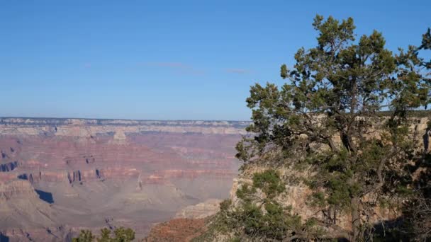 Grand Canyon Synvinkel Med Träd Och Berg — Stockvideo