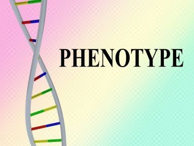 PHENOTYPE - genetic concept clipart