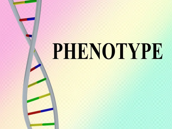 表現型の遺伝の概念 — ストック写真