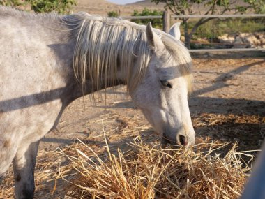 Gri ATI bir padok saman yiyor