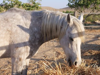 At gri ya da kurumuş saman besleme midilli