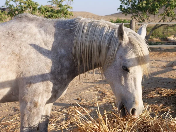 At gri ya da kurumuş saman besleme midilli