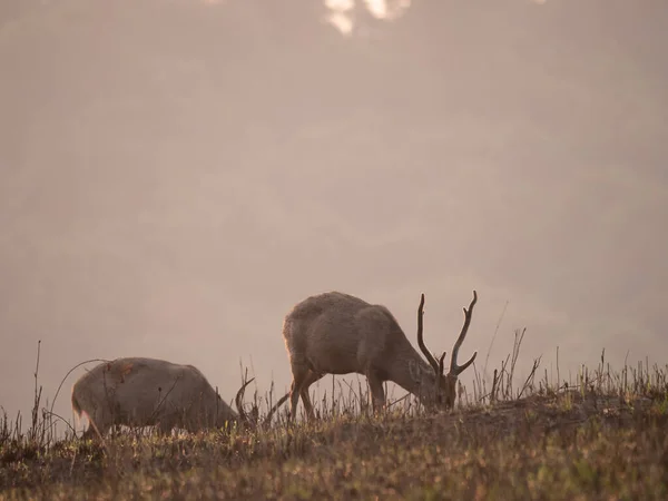 Two males Hog Deer eating grass in forest in the morning time with sunrise. Animal Wildlife, Nature background Asia Thailand