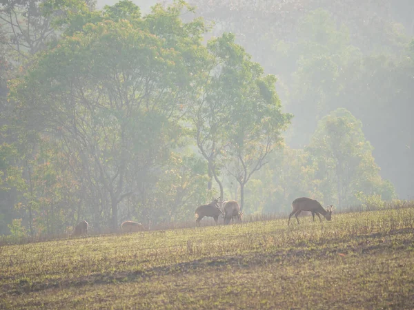 Herd hog deer eating grass in forest in the morning time with sunrise. Animal Wildlife, Nature background Asia Thailand