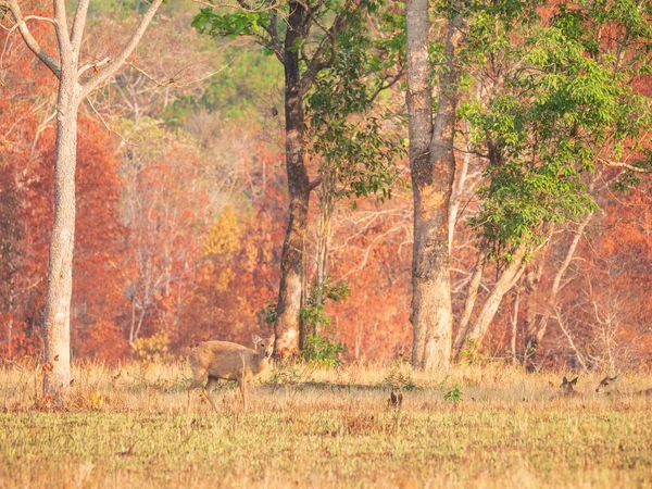 Hog deer (axis porcinus) female in forest in the morning time. Animal Wildlife, Nature Autumn background Asia Thailand