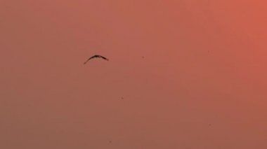 Akşamları gökyüzünde uçan Asyalı leylekler, Anastomus oscitanları, Ciconiidae. Yavaş çekim