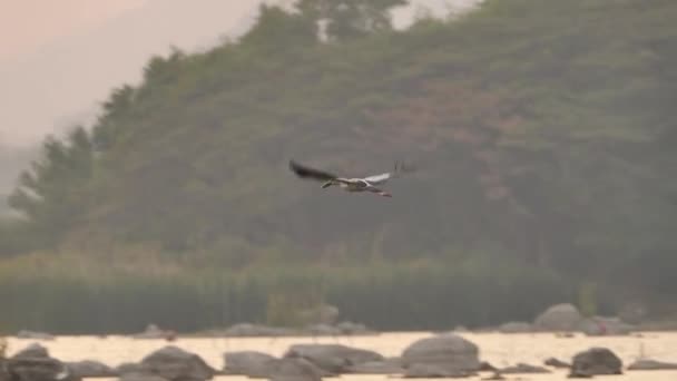 Cigüeñas Aves Asiáticas Volando Cielo Por Noche Anastomus Oscitans Ciconiidae — Vídeo de stock