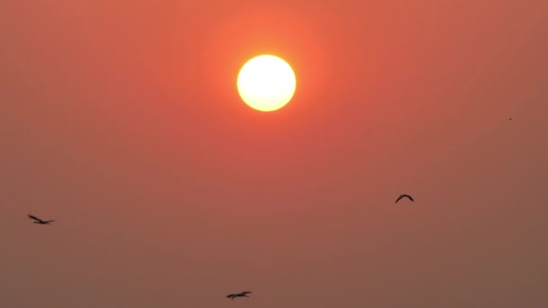 夕方には大きな太陽の背景 日没と鳥のコウノトリが空を飛んでいます スローモーション — ストック動画