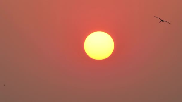 夕方には大きな太陽の背景 日没と鳥のコウノトリが空を飛んでいます スローモーション — ストック動画