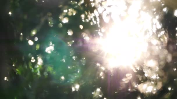 Gyönyörű Természet Háttér Hogy Van Napfény Erdőben Erdő Bokeh Mozgás — Stock videók