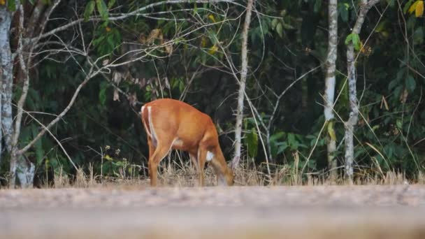 Rådjur Äter Gräs Skogen Khao Yai National Park Thailand Vilda — Stockvideo