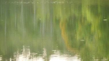 Yeşil Orman 'da gölün kıyısındaki sudaki ağacın güzel doğa yansıması. Yavaş Hareket