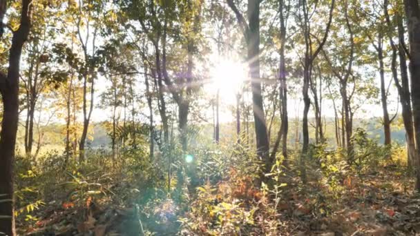 Tropenwald Hintergrund Herbst Wald Und Sonnenlicht Abend Sonnenuntergang Wald Bewegungshintergrund — Stockvideo