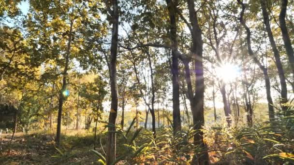 Tropenwald Hintergrund Herbst Wald Und Sonnenlicht Abend Sonnenuntergang Wald Bewegungshintergrund — Stockvideo