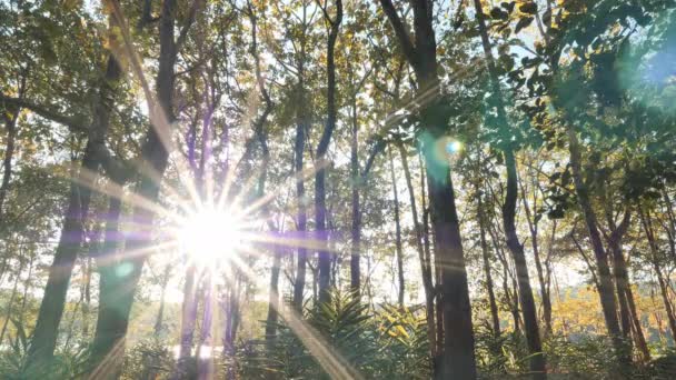 Tropische Bosachtergrond Herfst Bos Zonlicht Avond Zonsondergang Bos Beweging Achtergrond — Stockvideo