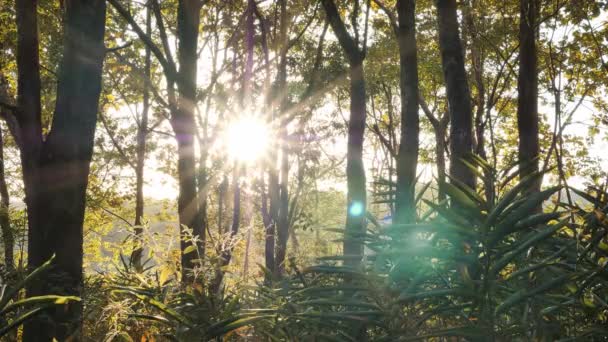 Jeune homme asiatique promenade explorant la forêt tropicale et la lumière du soleil dans la soirée au coucher du soleil avec de beaux rayons de soleil lumineux Thaïlande. Randonnée pédestre, forêt d'automne et voyages 