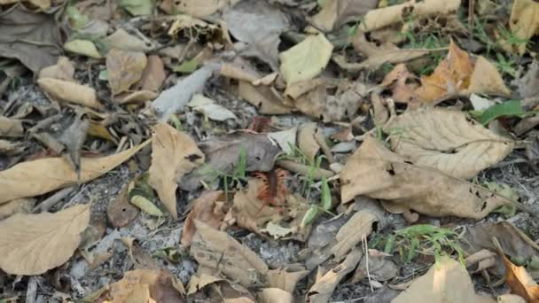 Les centipèdes rampent dans les feuilles sèches de la forêt. Mouvement lent 