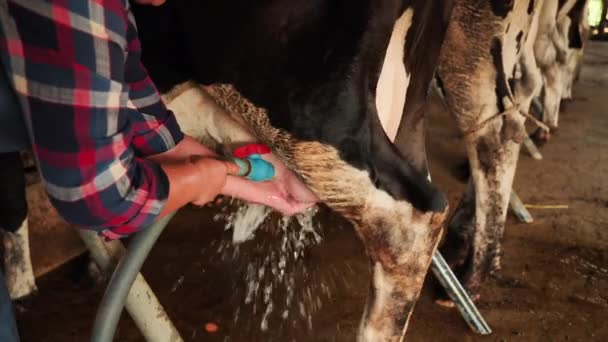 Campesina Limpiando Leche Vaca Granja Carrera Agrícola Agricultor Granja Lechera — Vídeo de stock