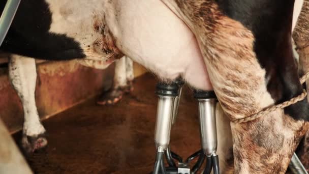 Fermez Traite Une Vache Avec Machine Traire Ferme Agriculture Carrière — Video