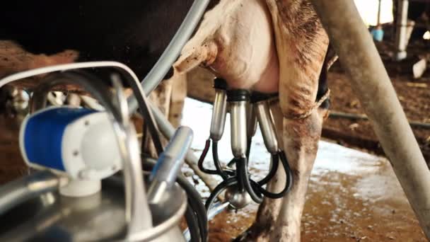 Cerrar Ordeñar Una Vaca Con Máquina Ordeño Granja Carrera Agrícola — Vídeo de stock