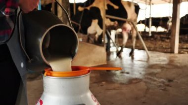 Çiftçi kadın süt çiftliğindeki depolama tankına çiğ süt döktü. Kariyer tarımı, çiftçilik. İnek sütü çiftliği Asya Tayland. Süt sağma prosedürü. yavaş çekim
