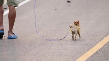 Arkadan bakan adam tasmalı Chihuahua köpeği parkta, yakın plan. Yavaş Hareket