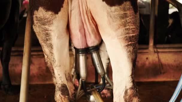 Fechar Ordenhando Uma Vaca Com Máquina Ordenha Fazenda Agricultura Carreira — Vídeo de Stock