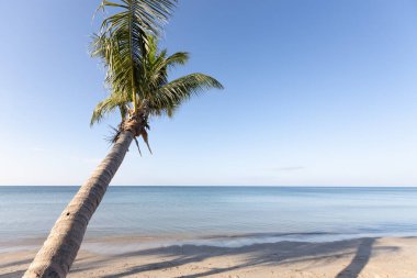 Arka plandaki hindistan cevizi palmiyeleri kumsalda açık gökyüzü.