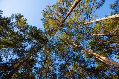 Pang Ung, Mae Hong Son Tayland 'da akşamları parlayan pek çok çam ağacı ve mavi gökyüzü arka planı ve ışık görünüyor.