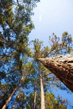 Pang Ung, Mae Hong Son Tayland 'da akşamları parlayan pek çok çam ağacı ve mavi gökyüzü arka planı ve ışık görünüyor.