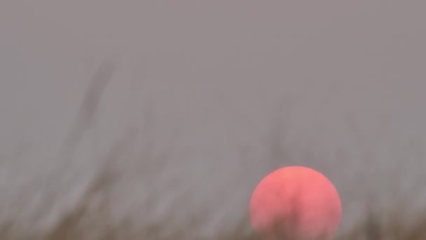 Beautiful Big Sunset Grass Wind Blowing Foreground Background Red Sunset — Stock Video