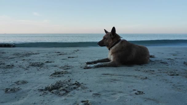 Тайская Собака Пляже Море Сияющим Голубым Небом Утром Таиланд Азия — стоковое видео