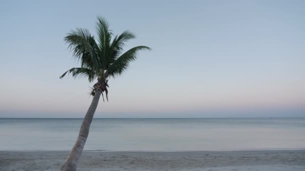背景椰子树在海滩上在早上的海上泰国亚洲与复制空间 慢动作 — 图库视频影像