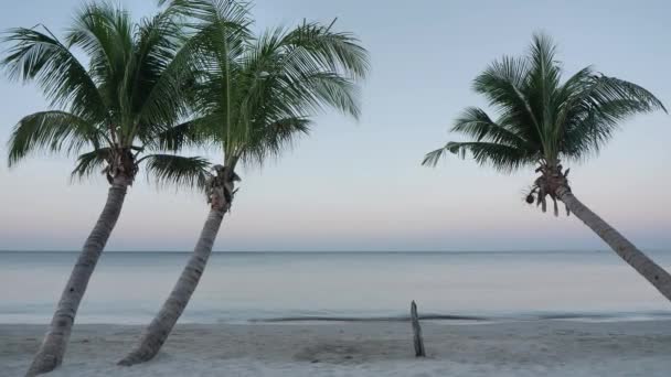 Hintergrund Kokospalmen Strand Morgen Auf Dem Meer Asien Thailand Kamera — Stockvideo