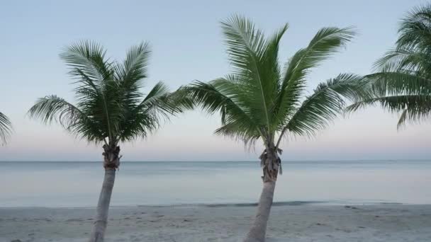 Hintergrund Kokospalmen Strand Morgen Auf Dem Meer Asien Thailand Kamera — Stockvideo