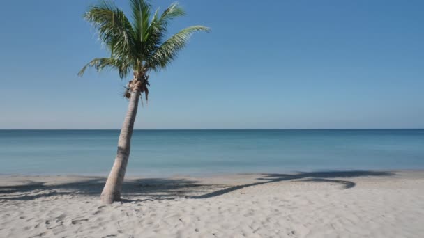 Bakgrund Kokospalmer Stranden Morgonen Till Havs Asien Thailand Med Copy — Stockvideo