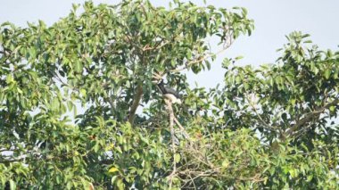 Erkek Büyük Boynuz Gagası (Buceros bicornis), Tayland 'da Khao Yai Ulusal Parkı Tayland' da sabah güneşinde ormanda banyan ağacı meyvesi arıyor. Yavaş Hareket