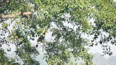 Erkek Büyük Boynuz Gagası (Buceros bicornis), Tayland 'da Khao Yai Ulusal Parkı Tayland' da sabah güneşinde ormanda banyan ağacı meyvesi arıyor. Yavaş Hareket