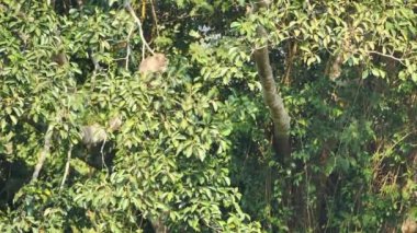 Bir grup maymun, Khao Yai Ulusal Parkı Tayland 'da sabah güneşinde ormanda banyan ağacı meyvesi yemekten zevk alır. Yavaş Hareket
