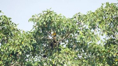 Erkek Büyük Boynuz Gagası (Buceros bicornis), Tayland 'da Khao Yai Ulusal Parkı Tayland' da sabah güneşinde ormanda banyan ağacı meyvesi arıyor. Yavaş Hareket