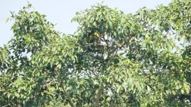 Erkek Büyük Boynuz Gagası (Buceros bicornis), Tayland 'da Khao Yai Ulusal Parkı Tayland' da sabah güneşinde ormanda banyan ağacı meyvesi arıyor. Yavaş Hareket
