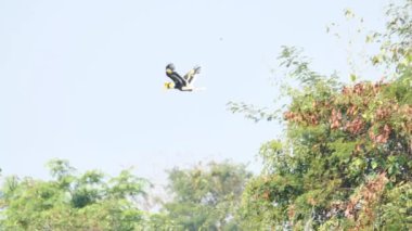 Erkek Büyük Boynuz Gagası (Buceros bicornis), Tayland 'da Khao Yai Ulusal Parkı Tayland' da sabah güneşinde ormanda banyan ağacı meyvesi arıyor. Yavaş Hareket