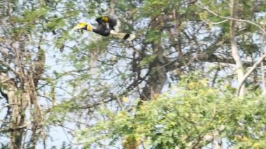 Erkek Büyük Boynuz Gagası (Buceros bicornis), Tayland 'da Khao Yai Ulusal Parkı Tayland' da sabah güneşinde ormanda banyan ağacı meyvesi arıyor. Yavaş Hareket