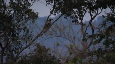 Büyük Erkek Boynuz Gagası (Buceros bicornis), Tayland 'da, Khao Yai Ulusal Parkı' ndaki ağaçta tünemektedir. Yavaş Hareket