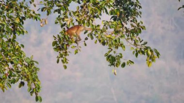 Maymunlar, Khao Yai Ulusal Parkı Tayland 'da sabah güneşinde ormanda banyan ağacı meyvesi yemekten hoşlanırlar. Yavaş Hareket