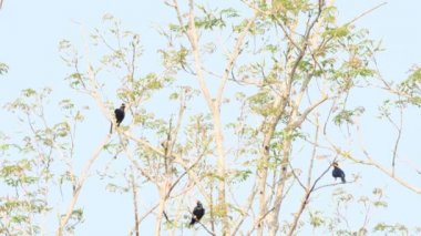Kuş Myna (Gracula religiosa), Tayland 'daki Khao Yai Ulusal Parkı' ndaki ağaçta tünemektedir. Yavaş Hareket