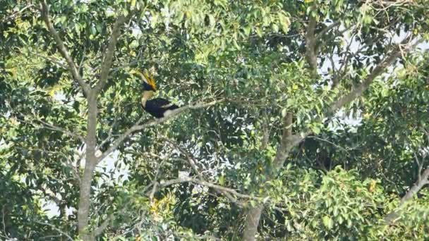 Männlicher Riesenhornvogel Buceros Bicornis Auf Nahrungssuche Auf Der Banyan Baumfrucht — Stockvideo