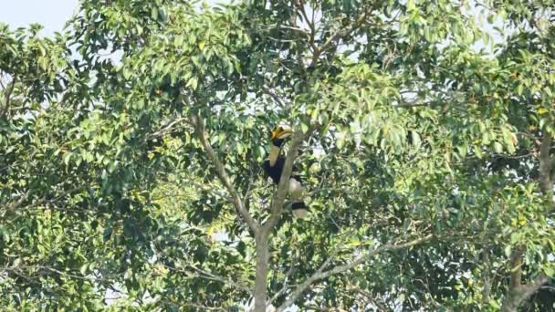 Hornbill Grande Masculino Buceros Bicornis Forrageando Fruta Árvore Banyan Floresta — Vídeo de Stock